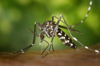 Lotta-zanzara