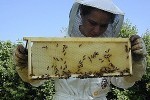 miele_apicoltore